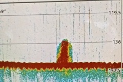 Down-image-sonar